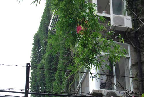 爬墙虎植物介绍 4e238eb425889.jpg